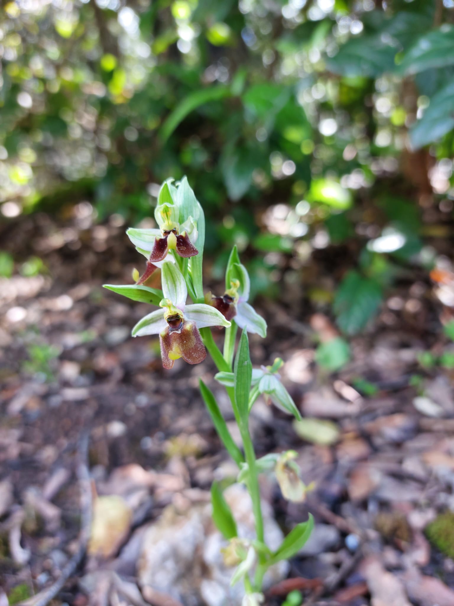 Ophrys del Parco della Favorita da determinare
